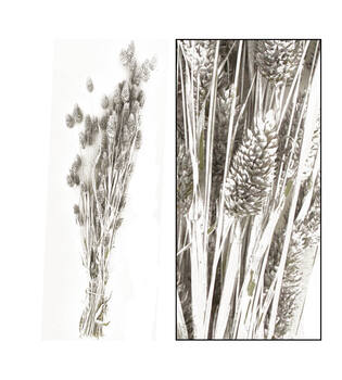 Bunch phalaris nature 76x14.5x7cm
