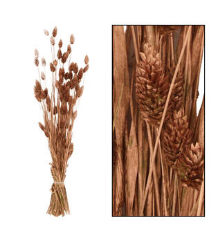 Bunch phalaris nature 76x14.5x7cm - Copper
