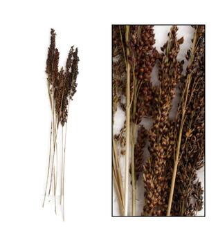 Panicum 8pc 65cm
