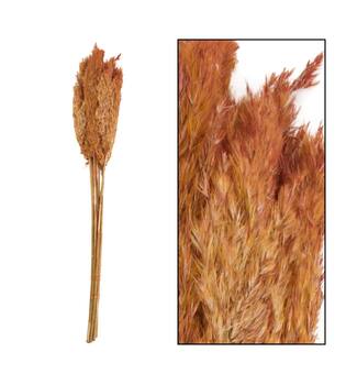 Wild reed plume Vinz nature 75cm 10pc