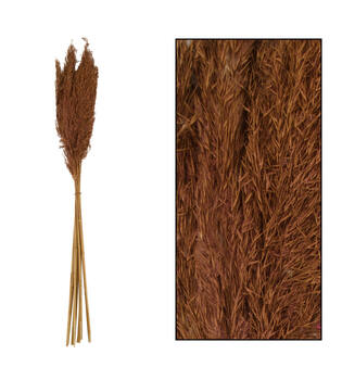Wild reed plume Vinz nature 75cm 10pc