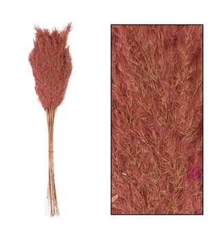 Wild reed plume Vinz nature 75cm 10pc