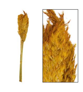 Wild reed plume Vinz nature 75cm 10pc