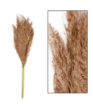 Wild reed plume Vinz 115cm 3pc