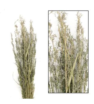 Alfonso grass nature 100cm 100gr