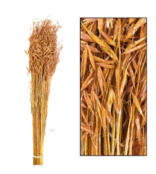 Oat grass nature 60-65cm 100gr - Orange
