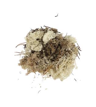 Mousse - 40gr - Naturel - 10x4x22cm - Naturel