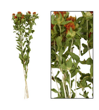 Bunch carthamus 52x18x12cm - Orange