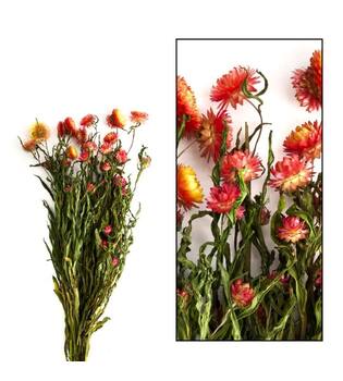 Bunch helichrysum 50x14x7cm - Orange