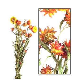 Bunch helichrysum 50x14x7cm - Orange