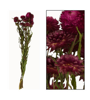 Bunch helichrysum 50x14x7cm - Pink