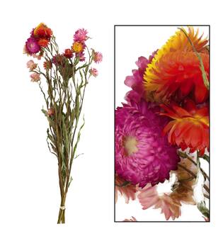 Bunch helichrysum 50x14x7cm - Multi