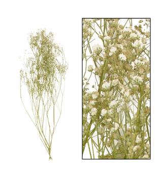 Gypsophila