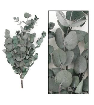 Preserved Eucalyptus spiral 50gr - Green