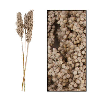 Indian corn nature 70x10x6.5cm 3pc - White