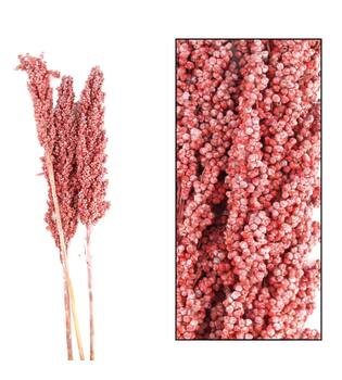 Indian corn nature 70x10x6.5cm 3pc - Orange