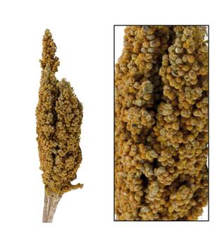 Indian corn nature 70x10x6.5cm 3pc - Orange