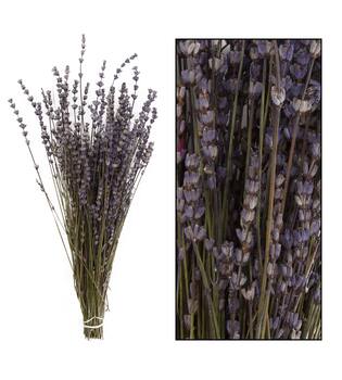 Lavender - Purple