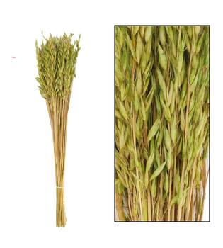 Avena dried 60cm 75gr - Green