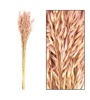 Avena dried 60cm 75gr - Pink