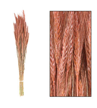 Triticale 66x16x6cm