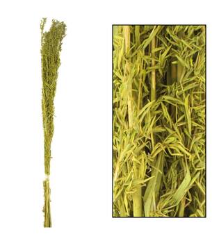 Alfonso grass 60-80cm 100gr - Green