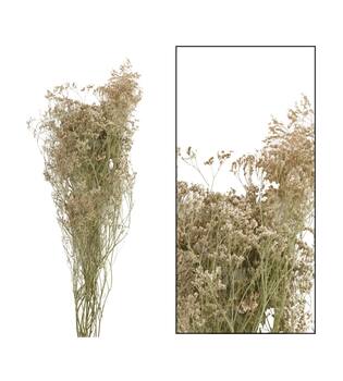 Limonium - White