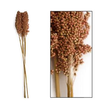Indian corn 65-75cm 3pc - Pink