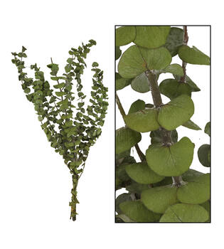 Eucalyptus nature 85gr - Green