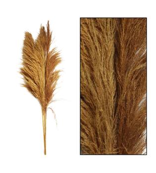 Pampas grass Sem nature 160cm