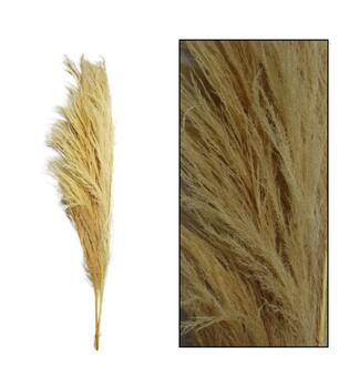Pampas grass Sem nature 160cm 3pc