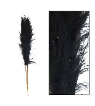 Pampas grass Sem nature 160cm - Black