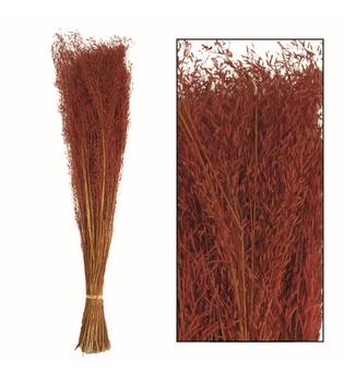 Munni grass 60-70cm 90-100gr