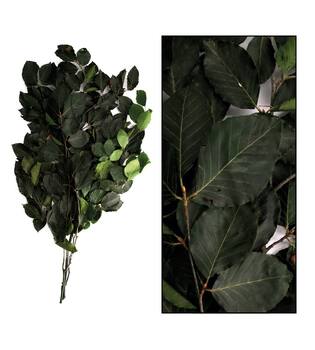 Bunch beech nature 78x48x14cm 50gr - Green