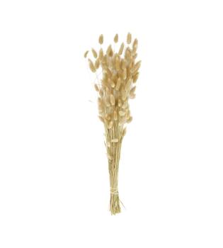 Lagurus bunch nature 75x15x10cm - Natural