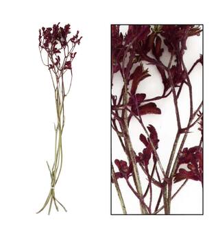 Bunch anigozanthos nature 5pc - Red