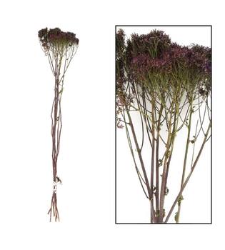 Bunch trachelium nature 60x13x10cm 7pc