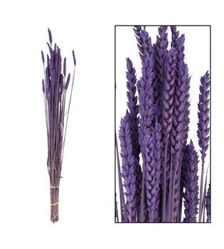 Droogbloemen bunch triticum nature lila