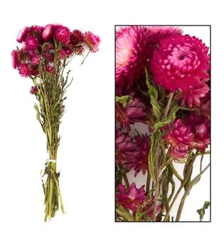 Bunch Helichrysum nature